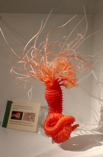 Model of a Red Spaghetti worm