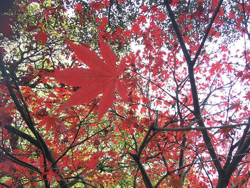 trees, leaves, autumn, red 