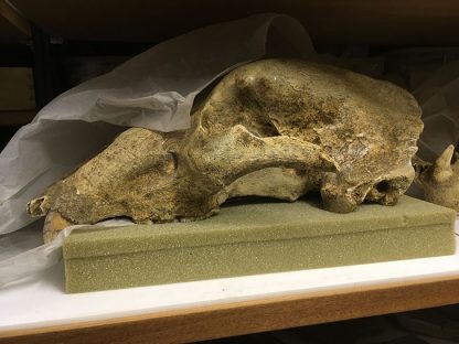 cave bear, fossil, skull