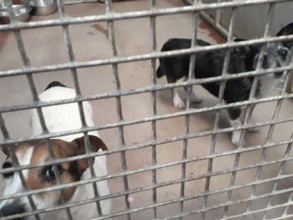 Two small dogs in a kennel 