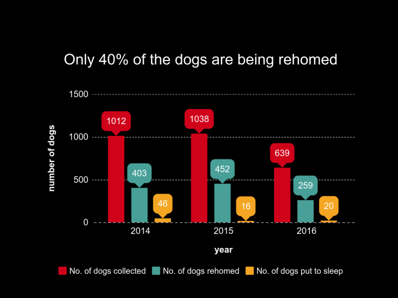 graph showing a comparison of dogs collected, re-homed and put to sleep