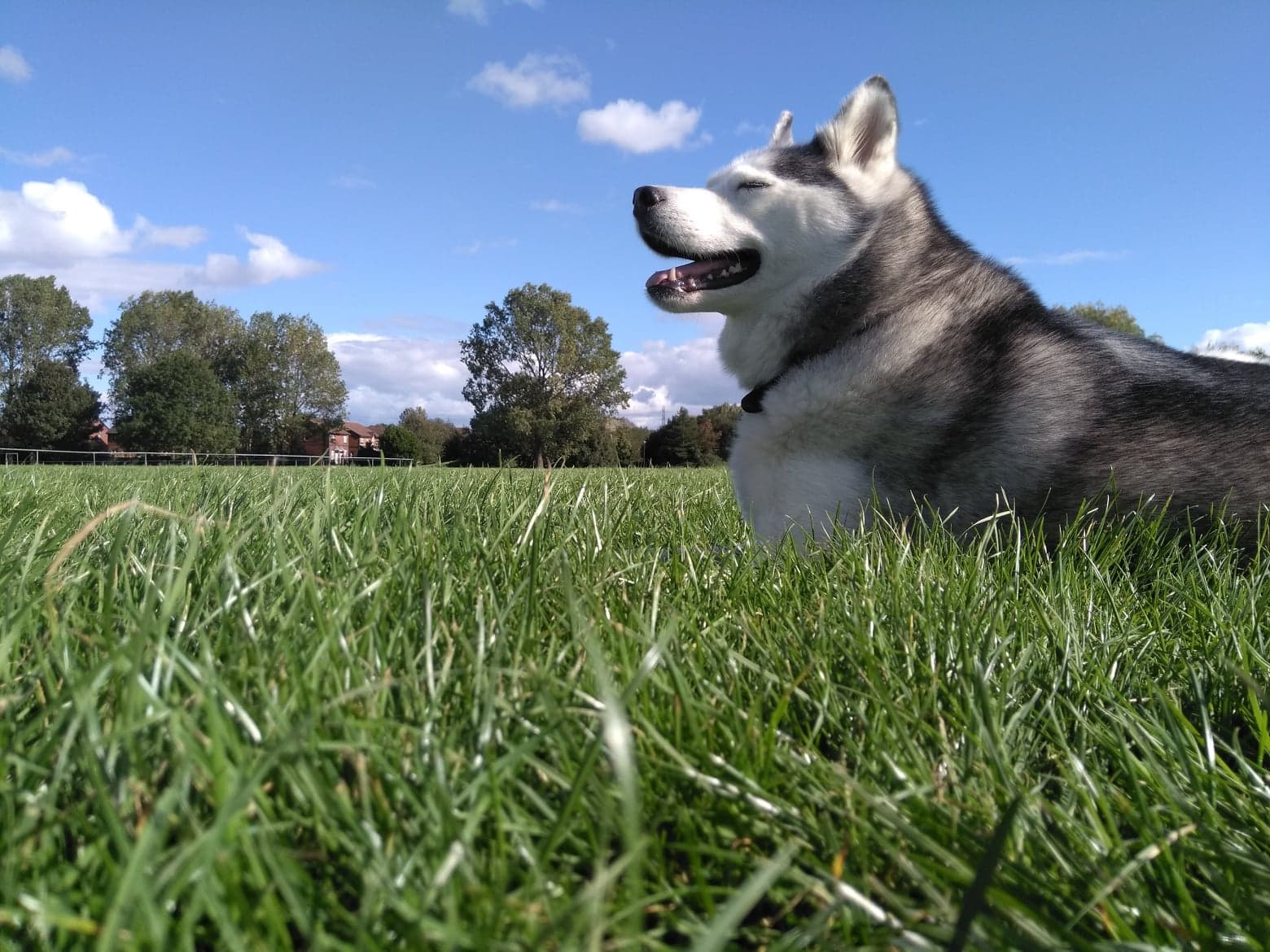 husky in park
