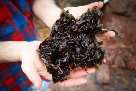 Man's hands holding fresh seaweed