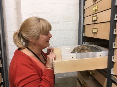 museum, Cindy Howells, stores, fossils