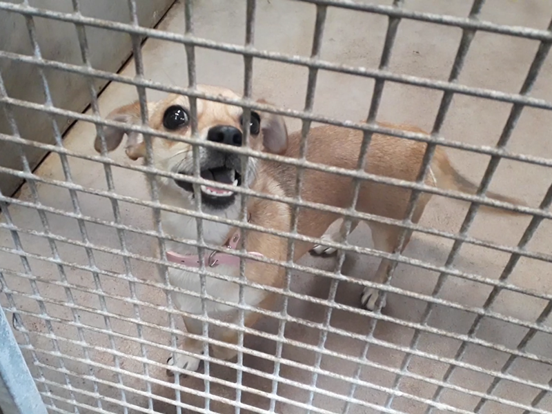 Dogs kennel in Cardiff has very happy hounds this winter