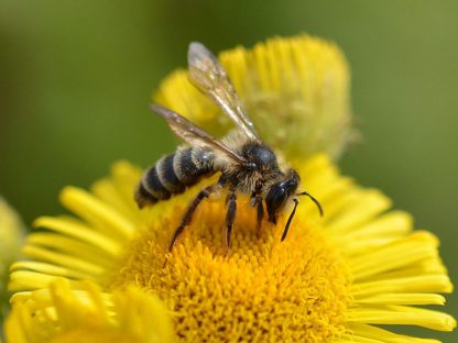 bees, nature, wildlife, flower, mine, coal tips