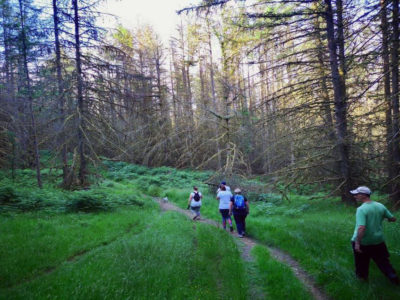 A group of people walk through the woods