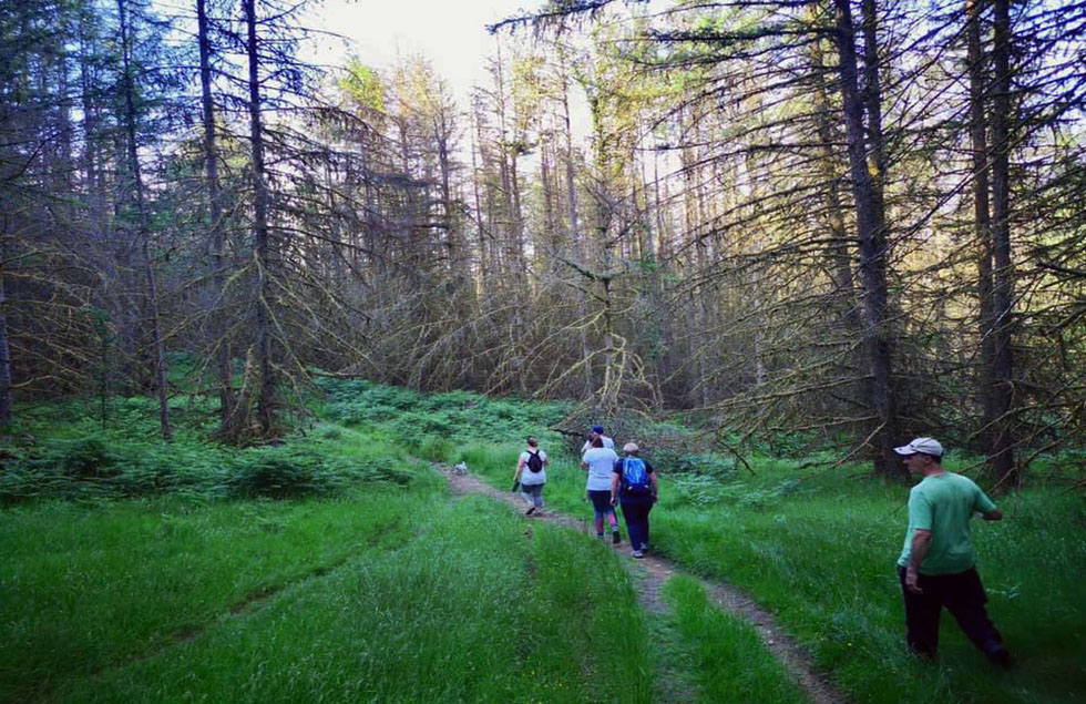 A group of people walk through the woods
