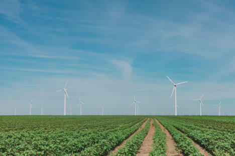 countryside with windmill on a blue sky and vegetables