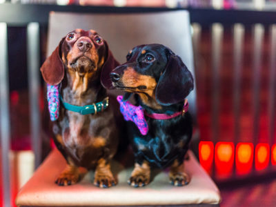 Two dogs sit on a stool at a dog-friendly event wearing brightly coloured bows