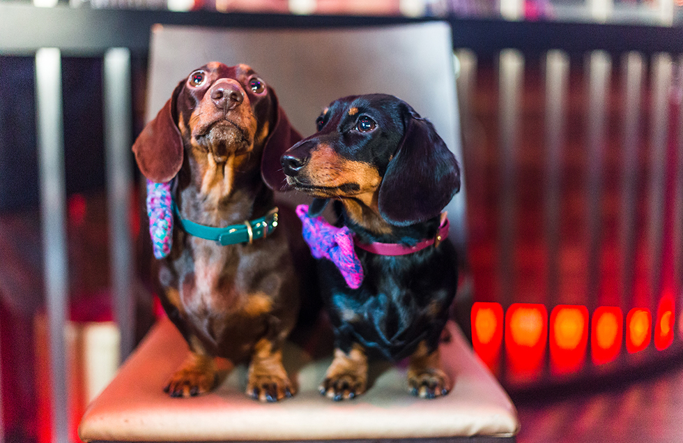 Two dogs sit on a stool wearing brightly coloured bows